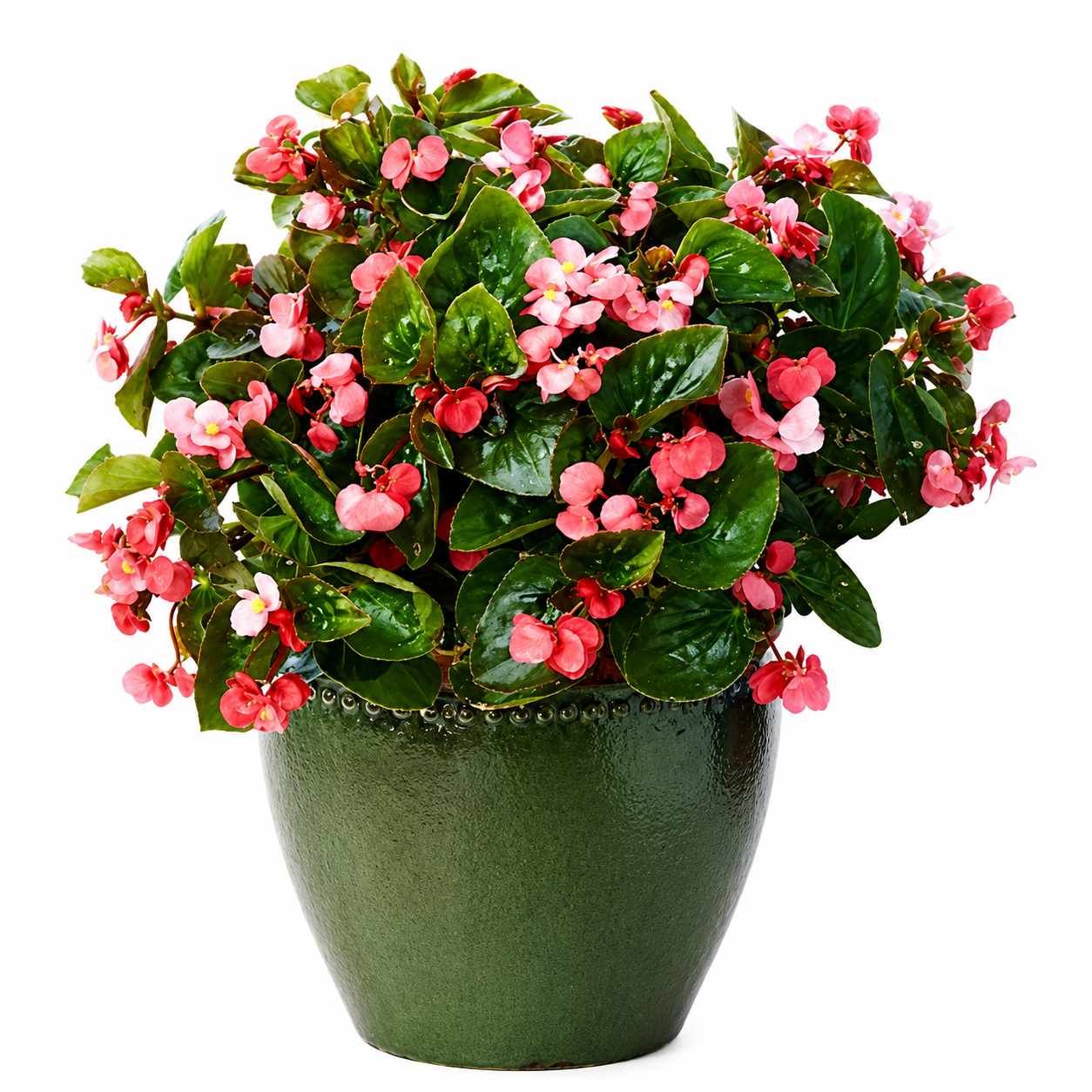 Home flowering plant