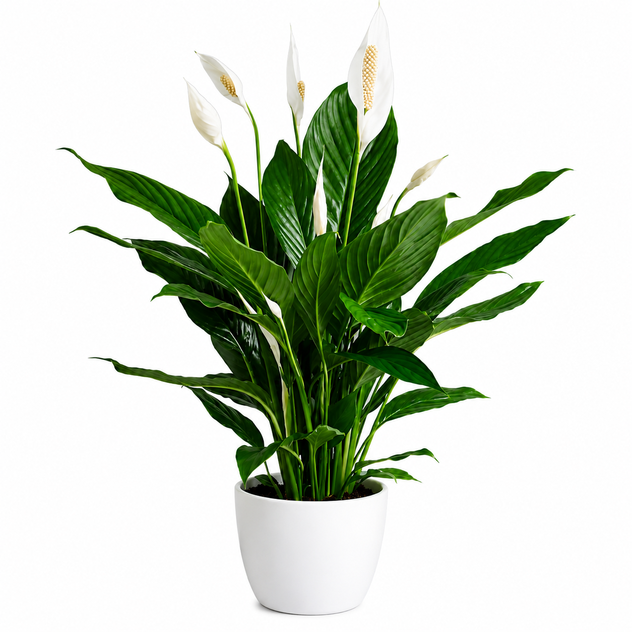 Home indoor plant
