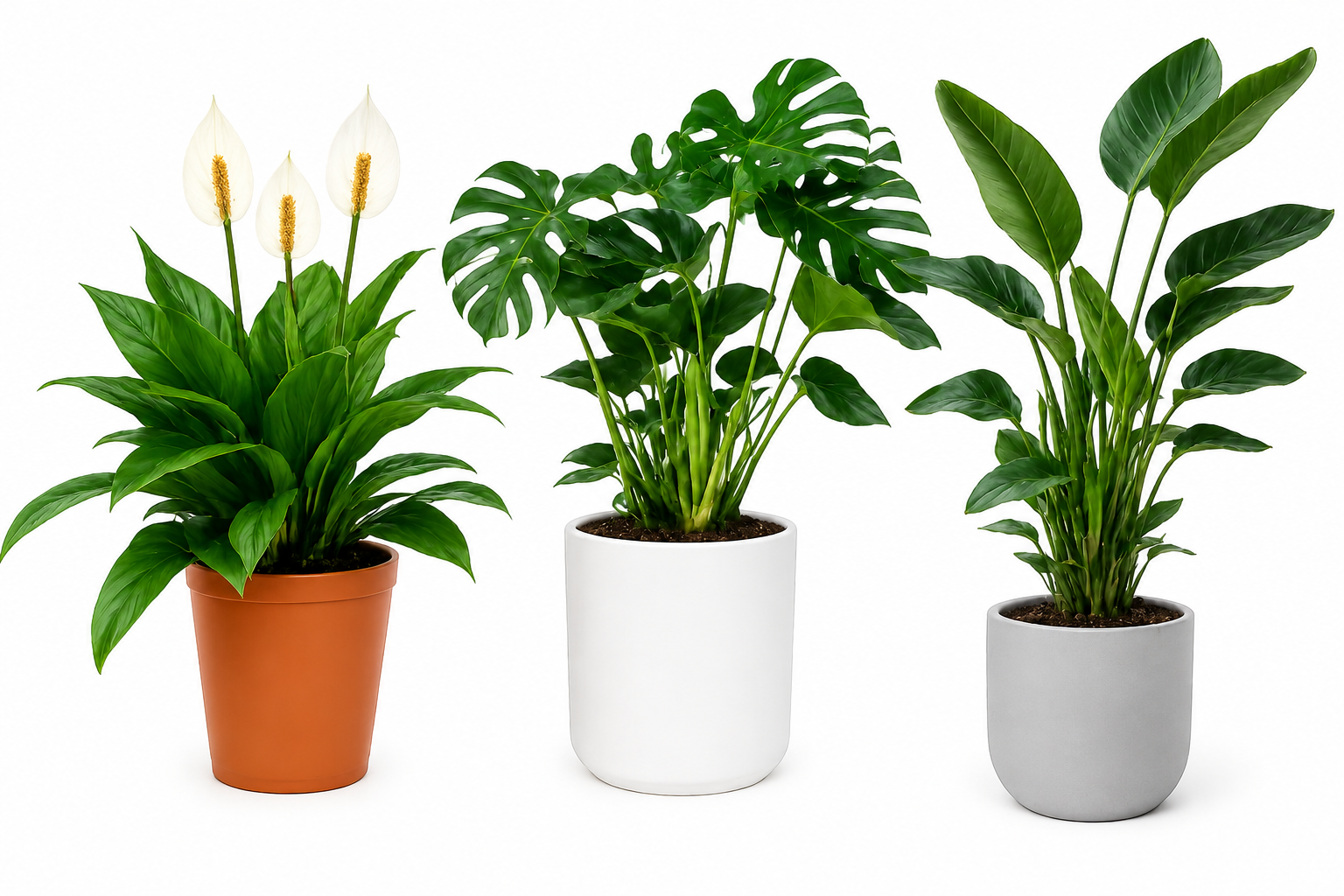 plants image